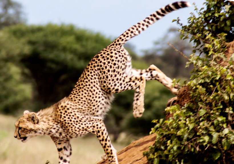 Africa-Bush-Walk-29