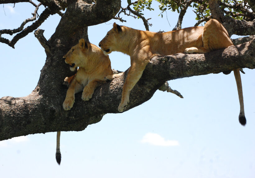 Africa-Bush-Walk-67