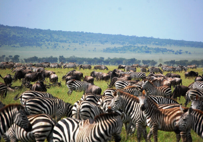 Africa-Bush-Walk-68