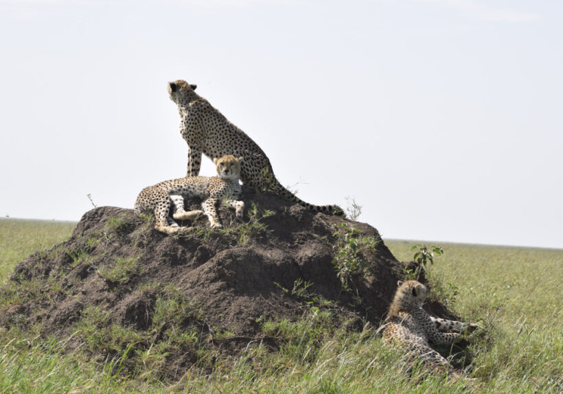 Africa-Bush-Walk-77