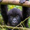 Africa BushWalk Baby Gorilla