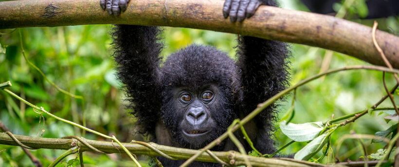 Africa BushWalk Baby Gorilla