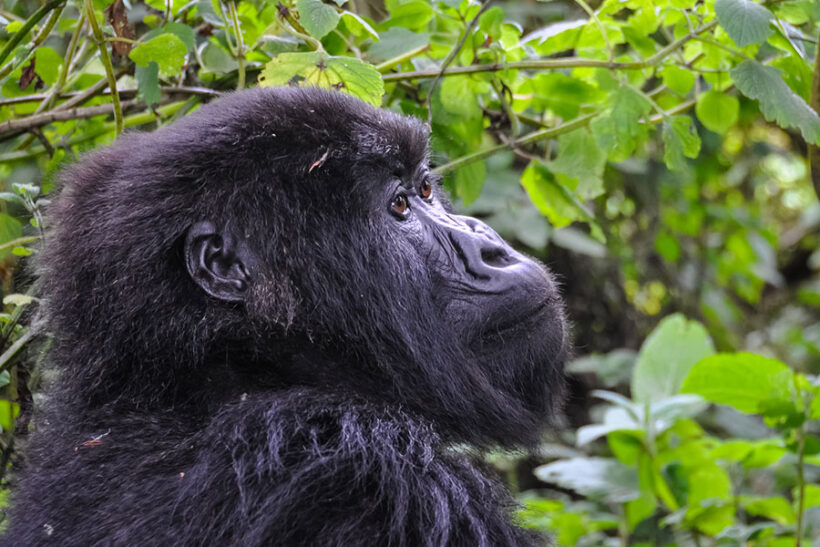 Africa BushWalk Gorrila trekking