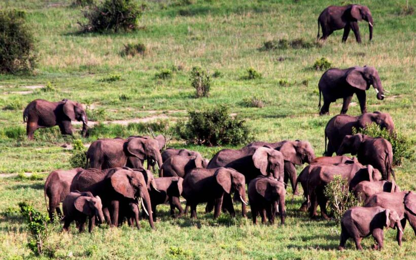 africabushwalking-Elephant