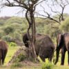 africabushwalking-Elephants