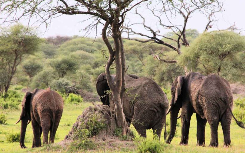 africabushwalking-Elephants