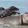 africabushwalking-Hippo