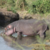 africabushwalking--Hippo