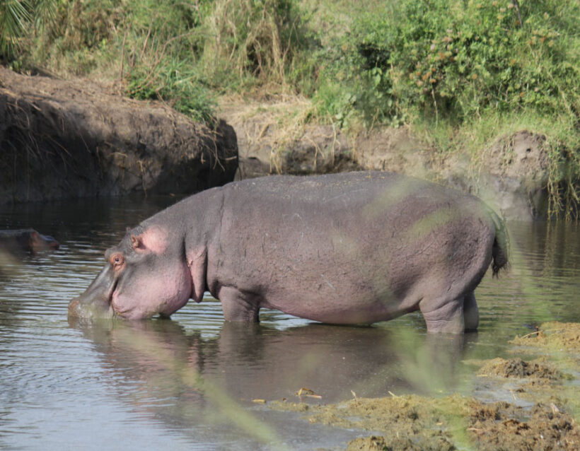 africabushwalking--Hippo