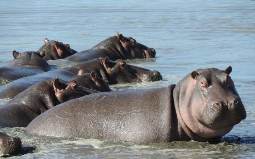 africabushwalking-Hippo