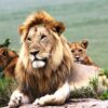 africabushwalking-Male-Lion